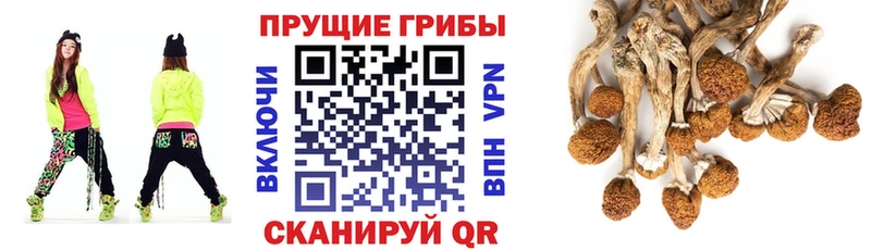 Галлюциногенные грибы MAGIC MUSHROOMS  kraken   Белокуриха 